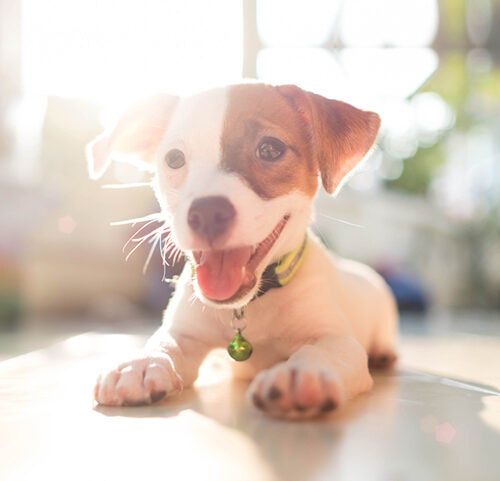 Dog Food & Flea