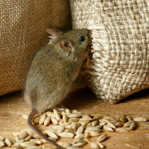 Here’s How to Get Rid of Voles